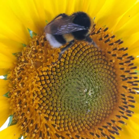 Angelos Aparts * 아릴라스